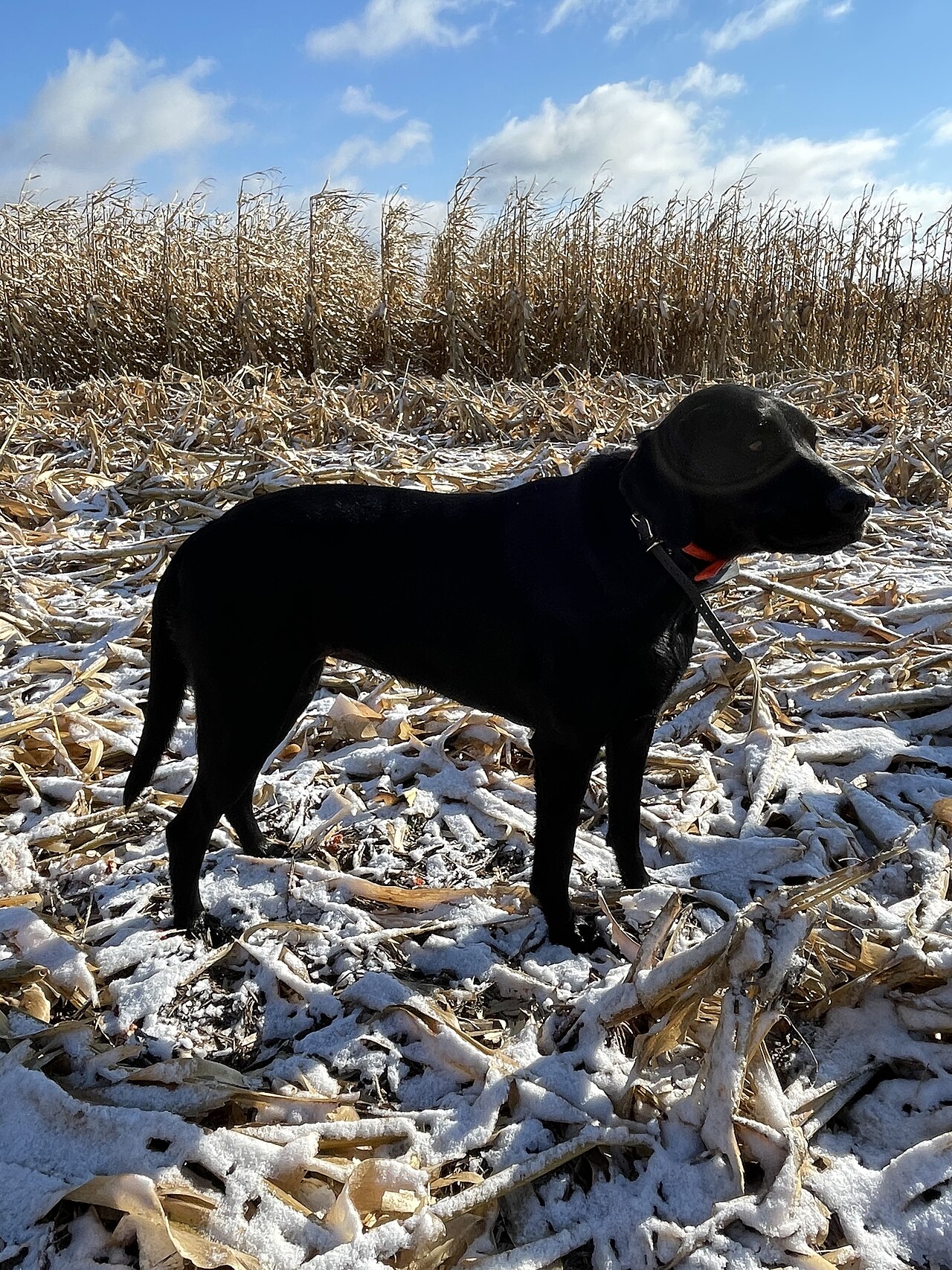A black Labrador retriever standing in a snowy corn stubble field
