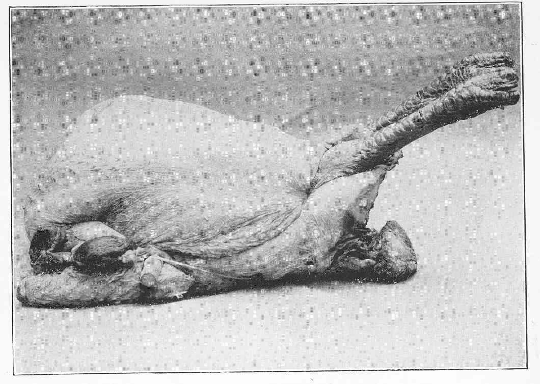 An old black and white photo of a plucked bird tied up and ready to roast