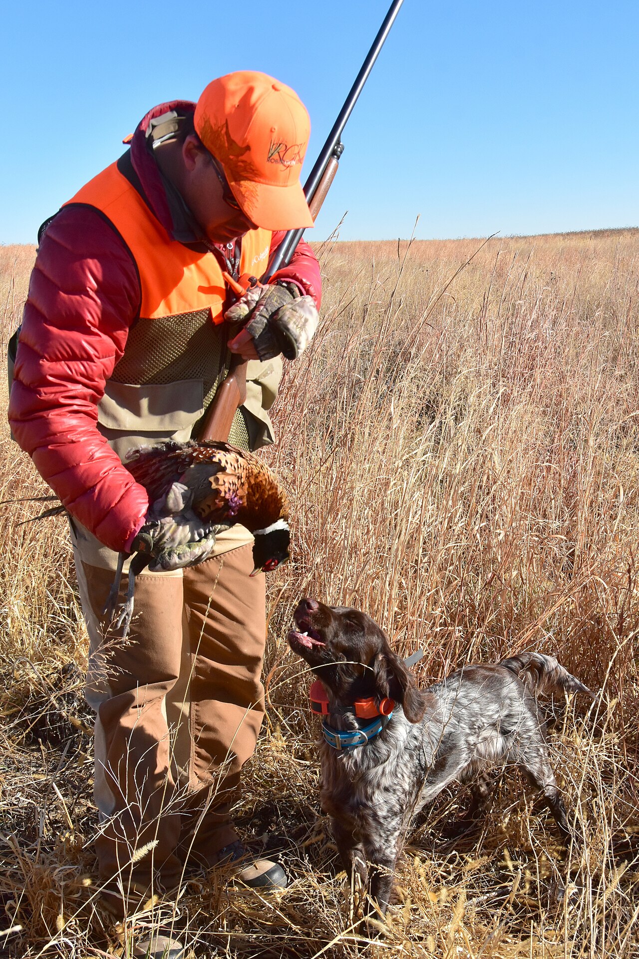 A hunter in a blaze orange vest and cap holding a rooster pheasant next to a brown and white hunting dog