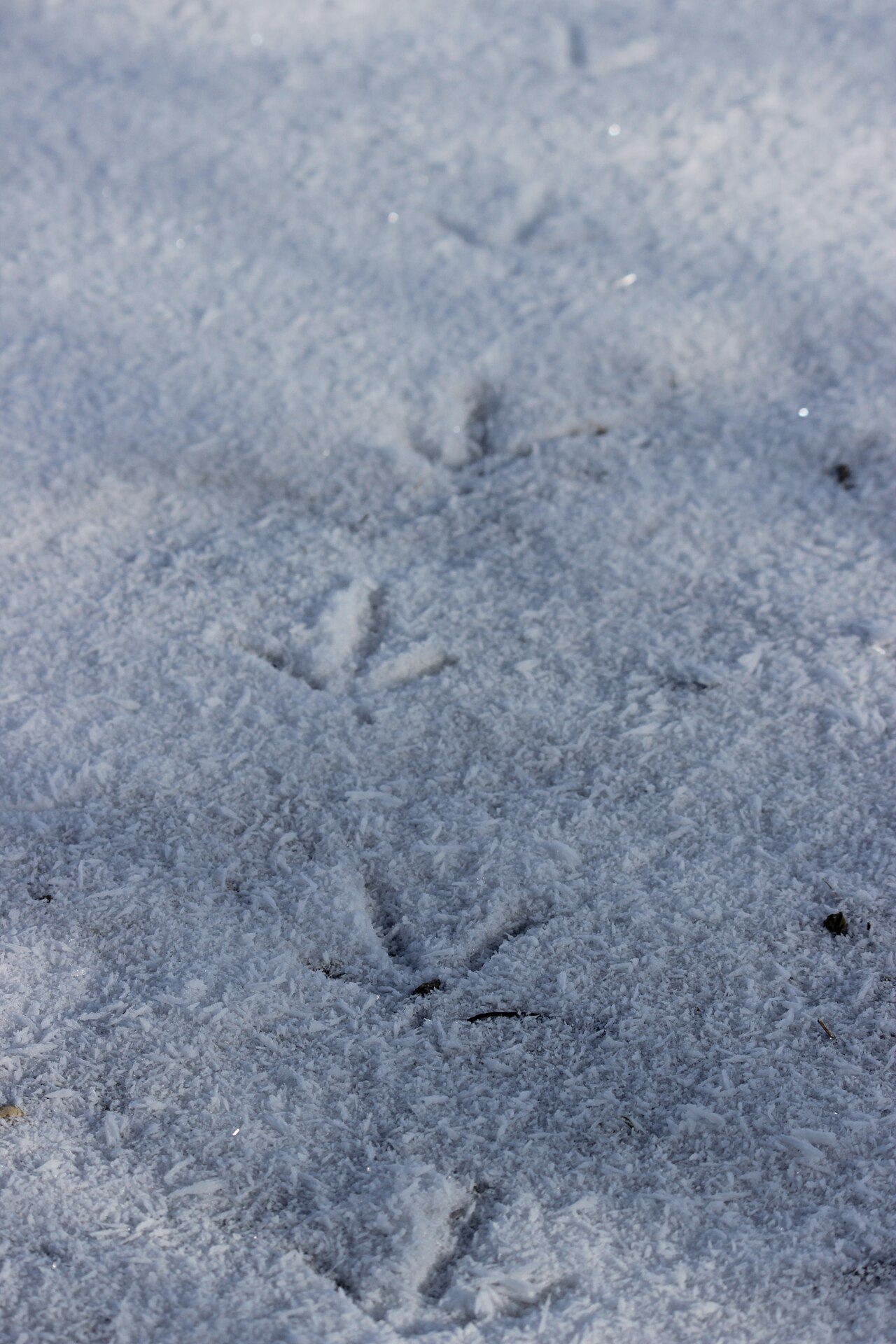 Pheasant footprints in fresh white snow