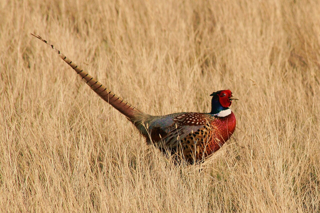A rooster pheasant with a long tail walking in tall golden grass