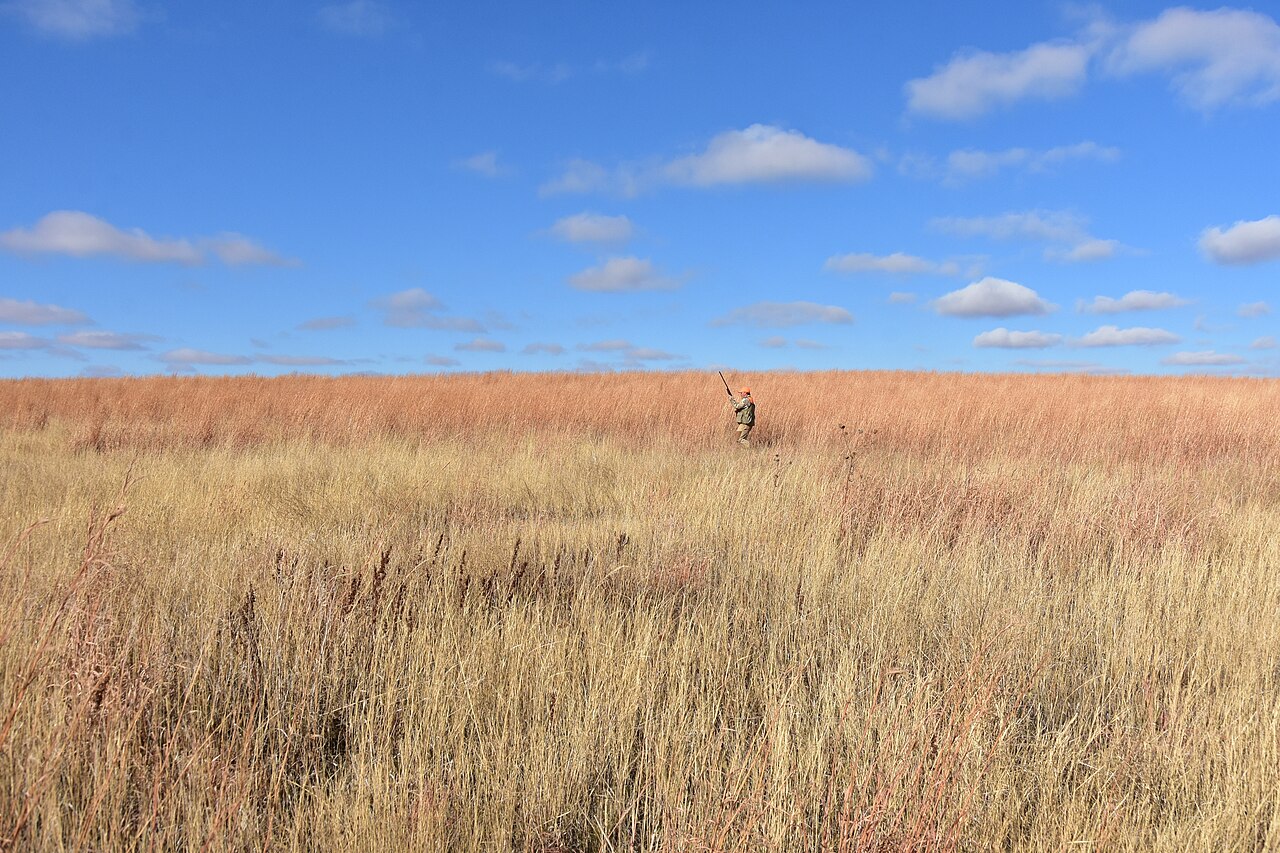A hunter far away walking through tall prairie grass