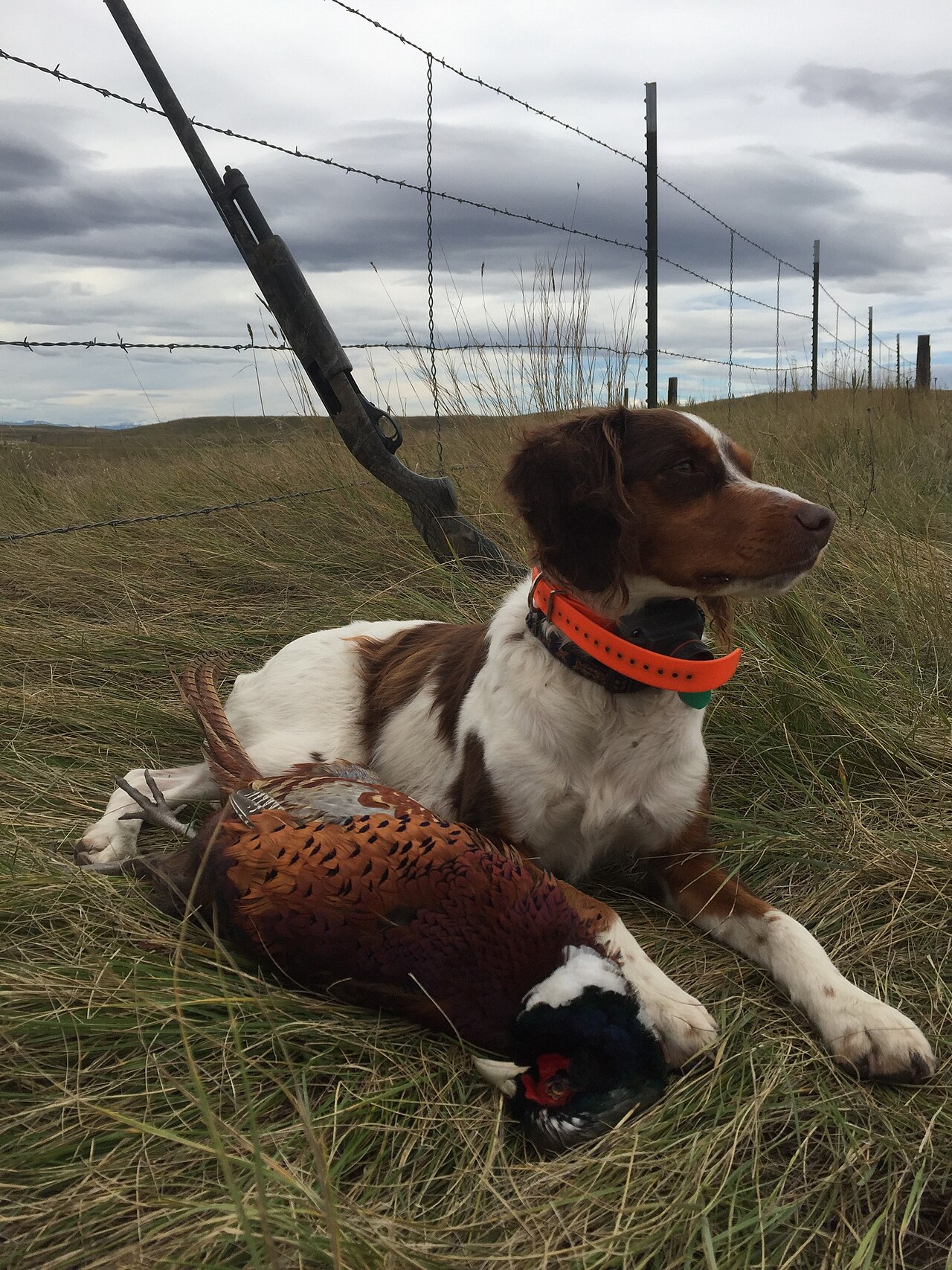 A brown and white Brittany dog with an orange collar lying next to a rooster pheasant