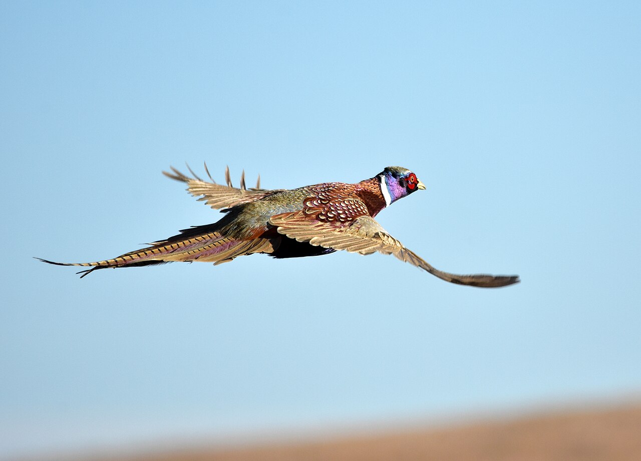 A male ringneck pheasant flying with its wings spread against a blue sky